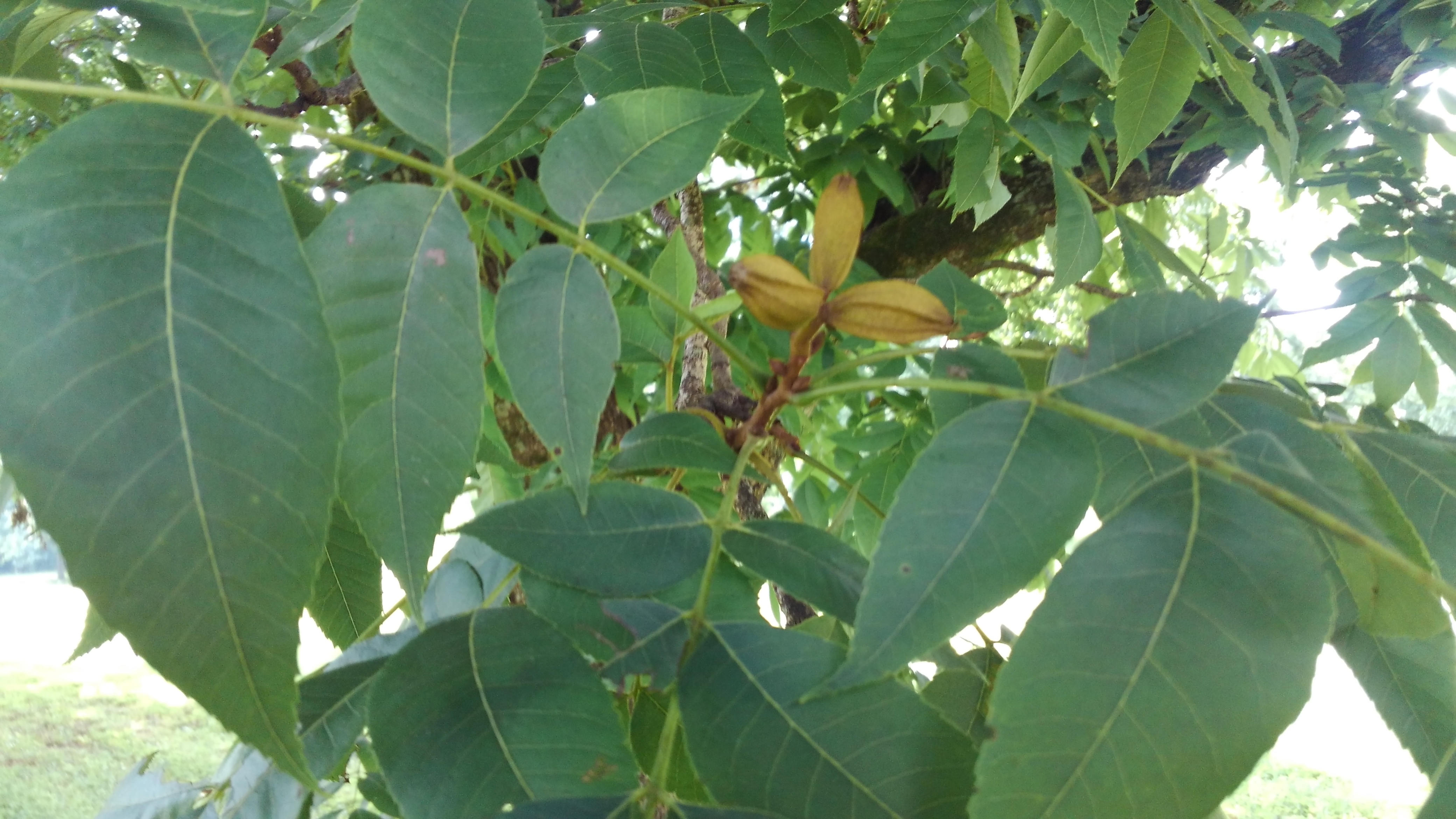 early pecans