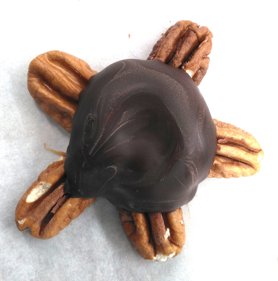 Classic chocolate pecan and caramel Turtle